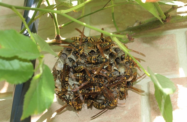 アイキャッチ画像ハチの巣駆除