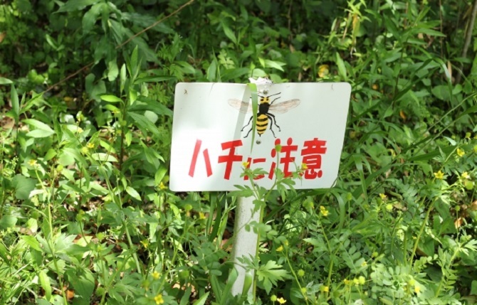 ハチの被害